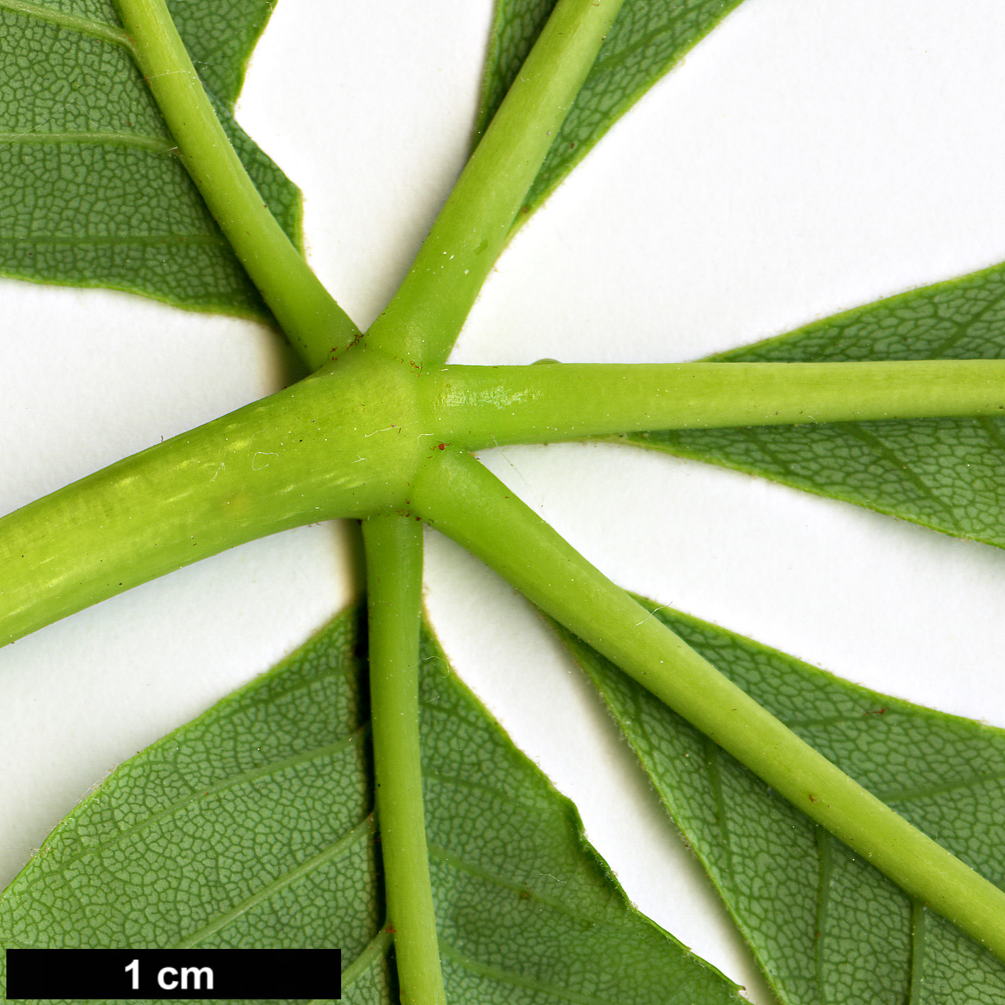 High resolution image: Family: Sapindaceae - Genus: Aesculus - Taxon: sylvatica